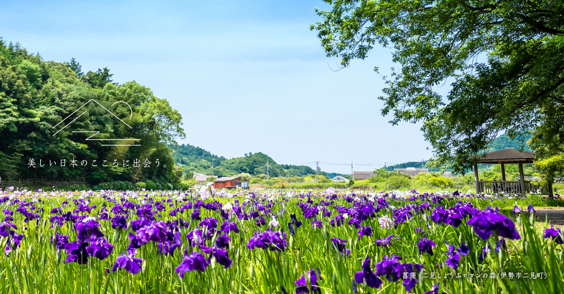 菖蒲（二見しょうぶロマンの森/伊勢市二見町）