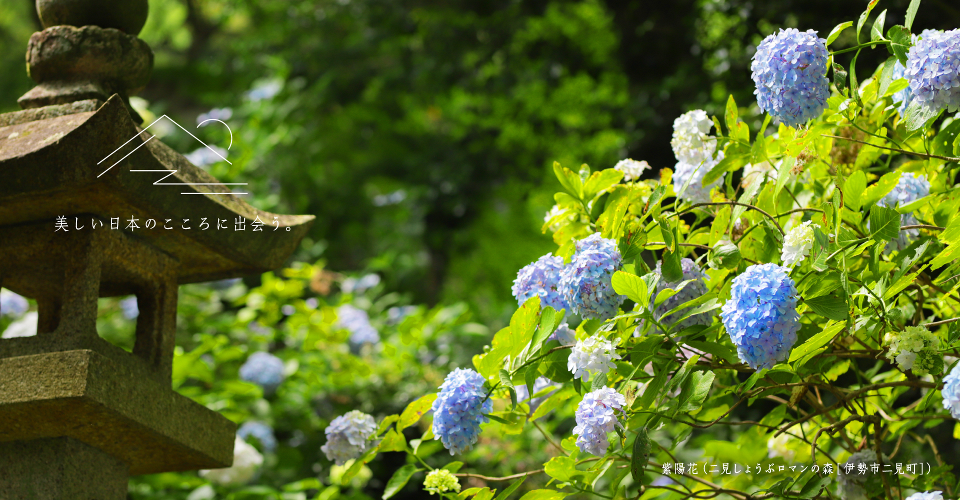 紫陽花（伊勢市二見町）