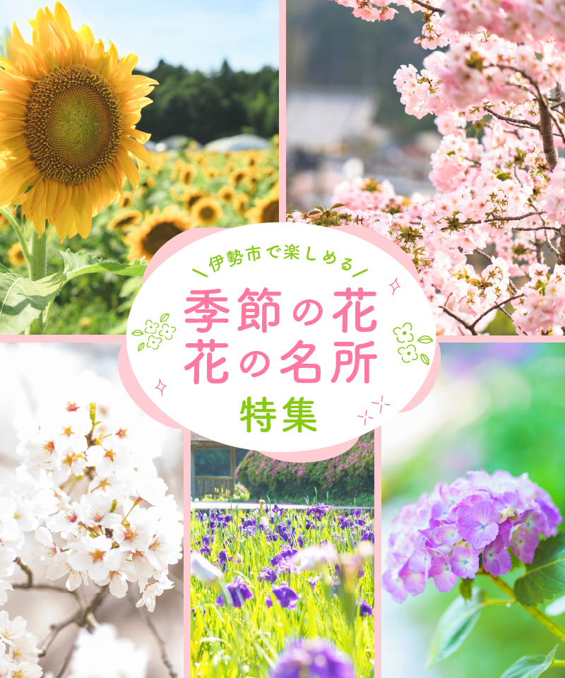 Dossier spécial sur les fleurs de saison et les spots fleuris dont vous pouvez profiter dans la ville d'Ise