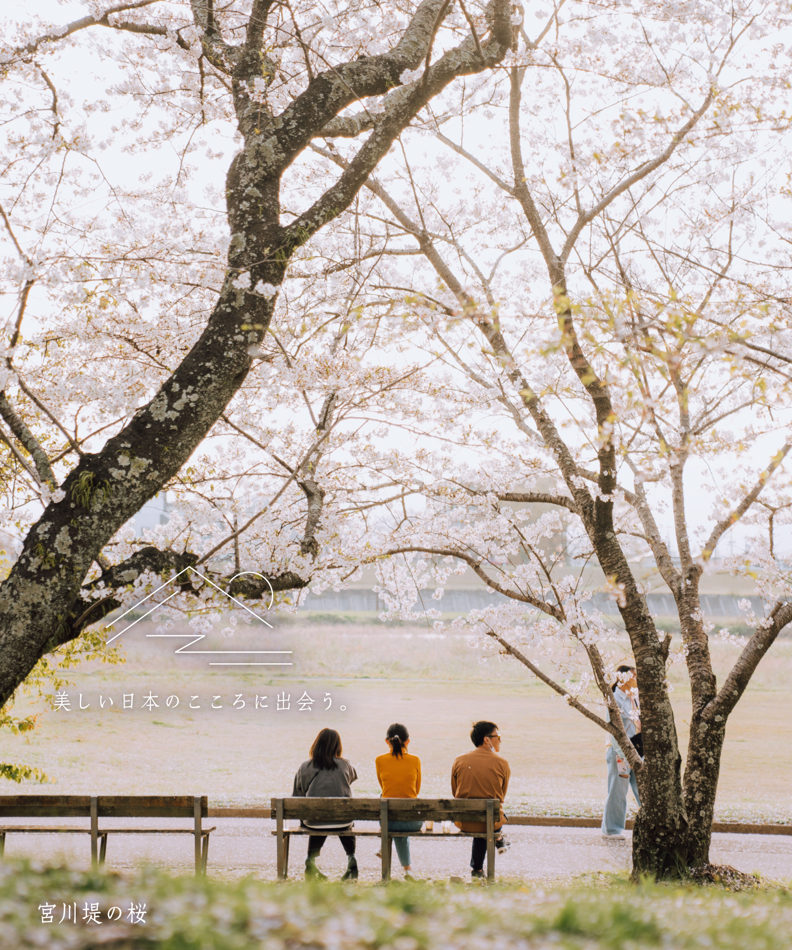 宮川河岸上的櫻花