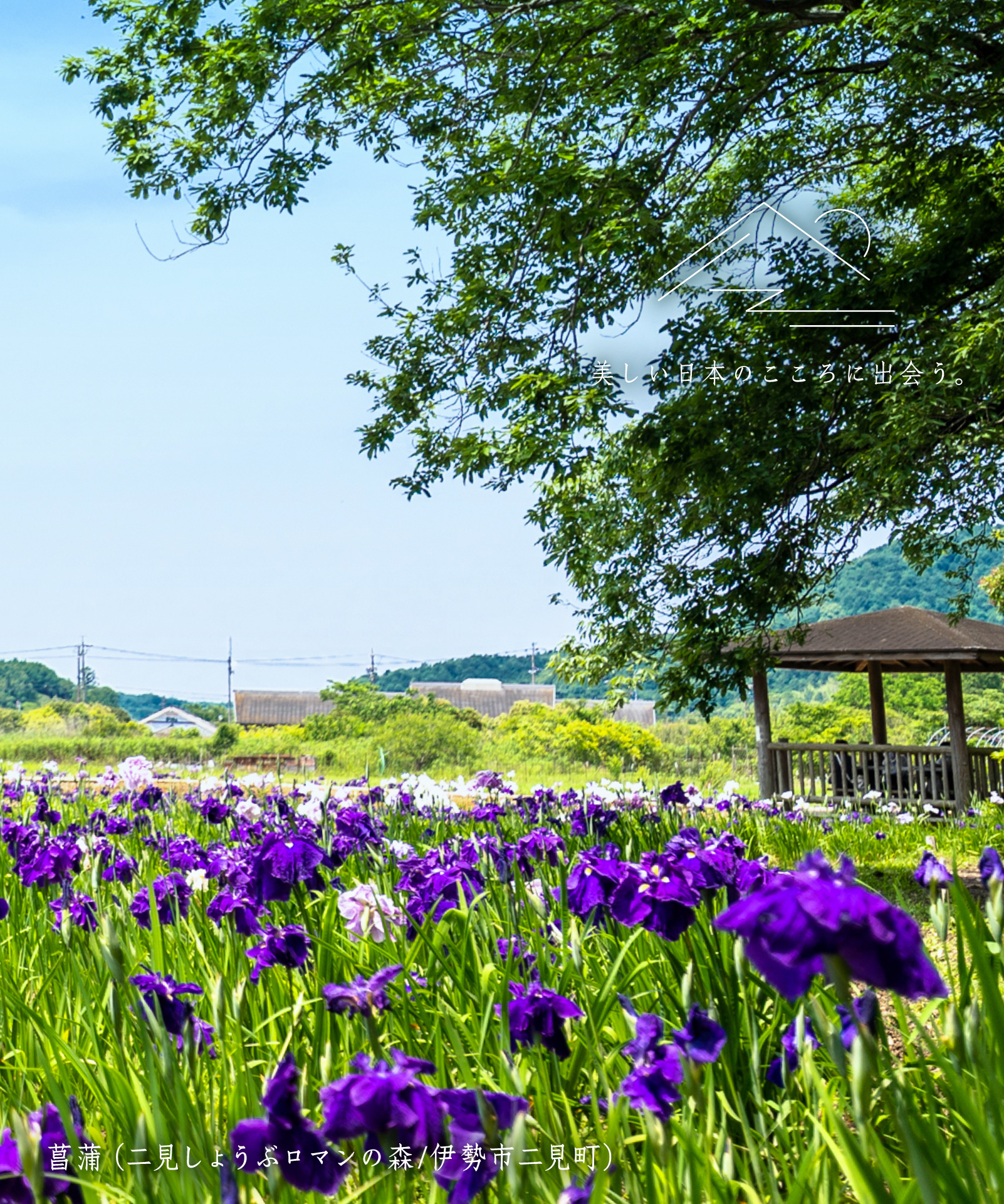 菖蒲（二見しょうぶロマンの森/伊勢市二見町）