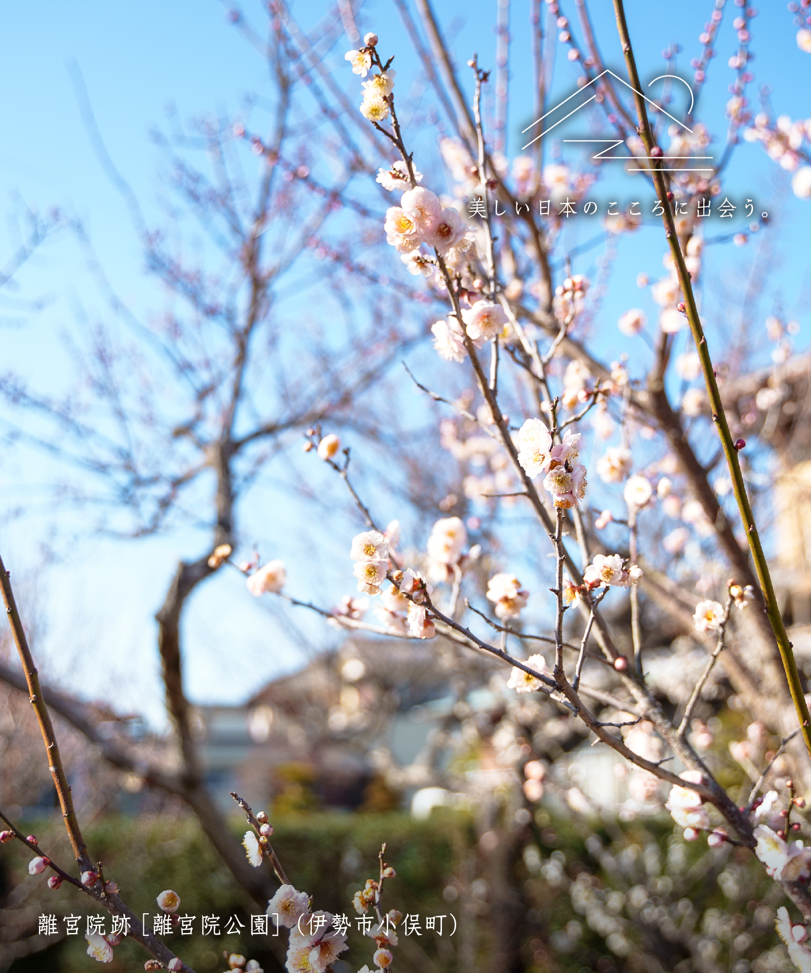 離宮院跡[離宮院公園]（伊勢市小俣町）