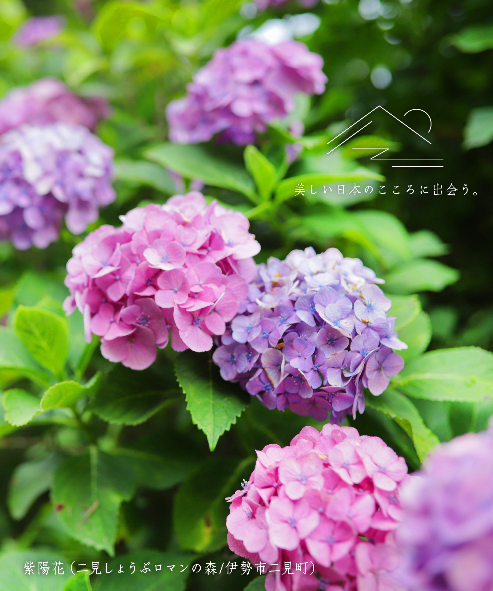 紫陽花（伊勢市二見町）